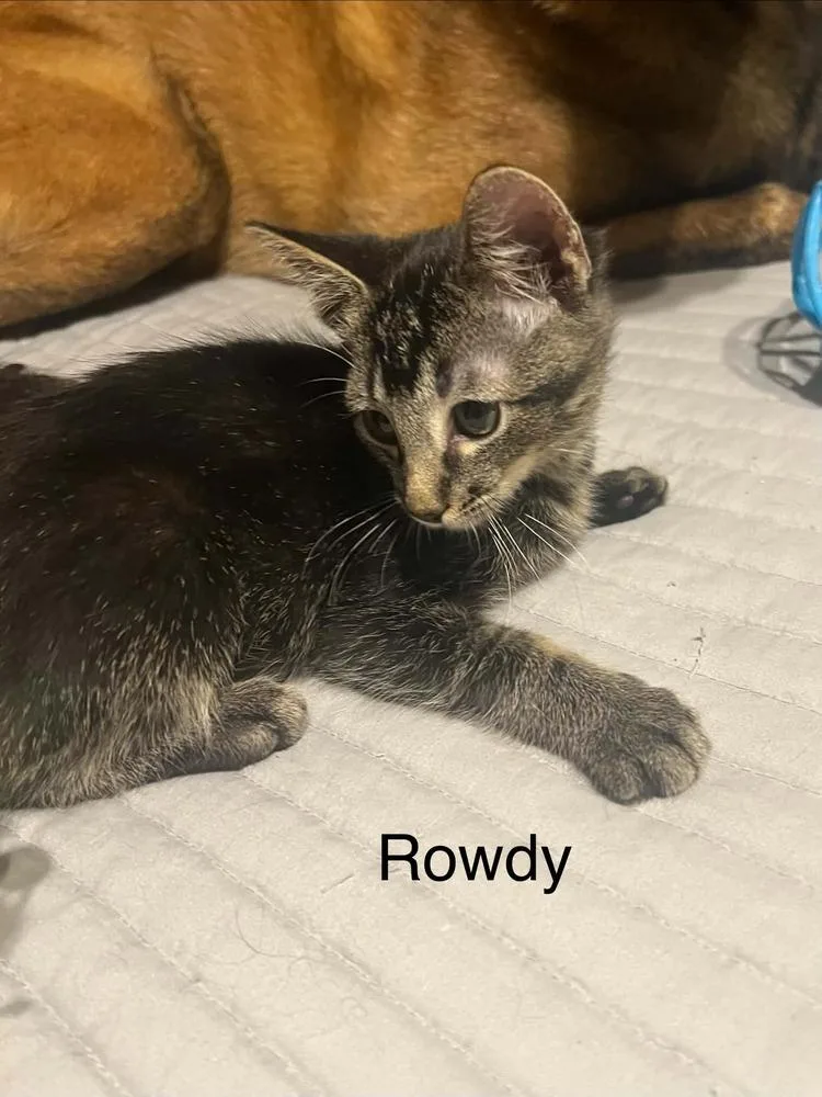 A baby small-sized male Domestic Short Hair cat named Rowdy for adoption in Groveland, MA
