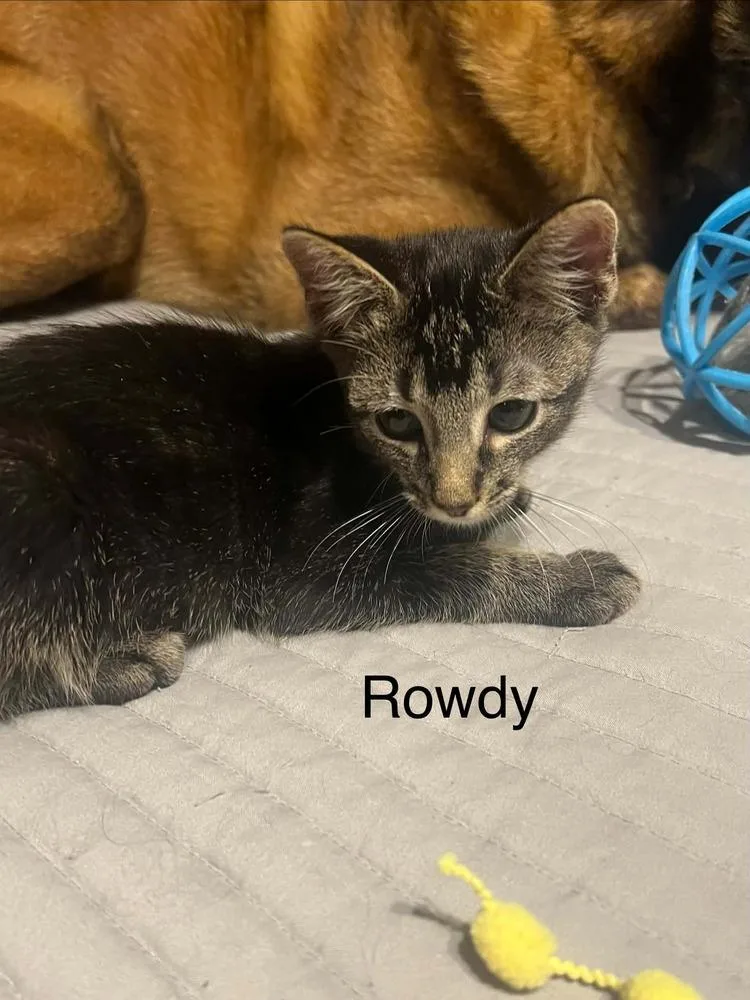 Rowdy thumbnail 3
