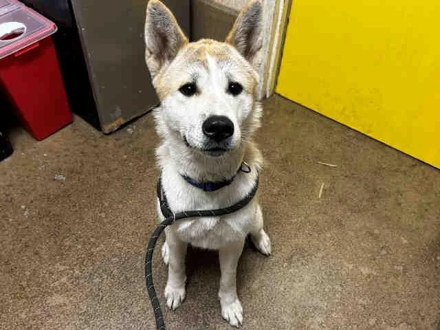 An adult medium-sized female Akita dog named Akira for adoption in Bonita, CA