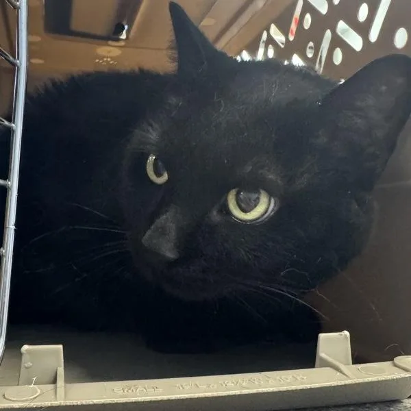A senior medium-sized male Domestic Short Hair cat named Onesimus for adoption in Des Moines, IA