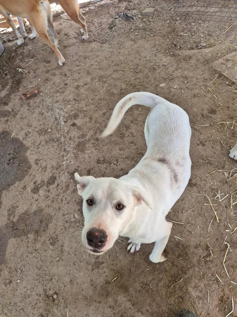 A young medium-sized female White / Cream Catahoula Leopard Dog dog named Dot for adoption in Livingston, TX