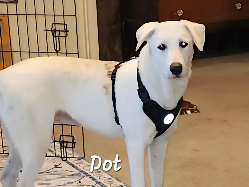 Dot thumbnail 3