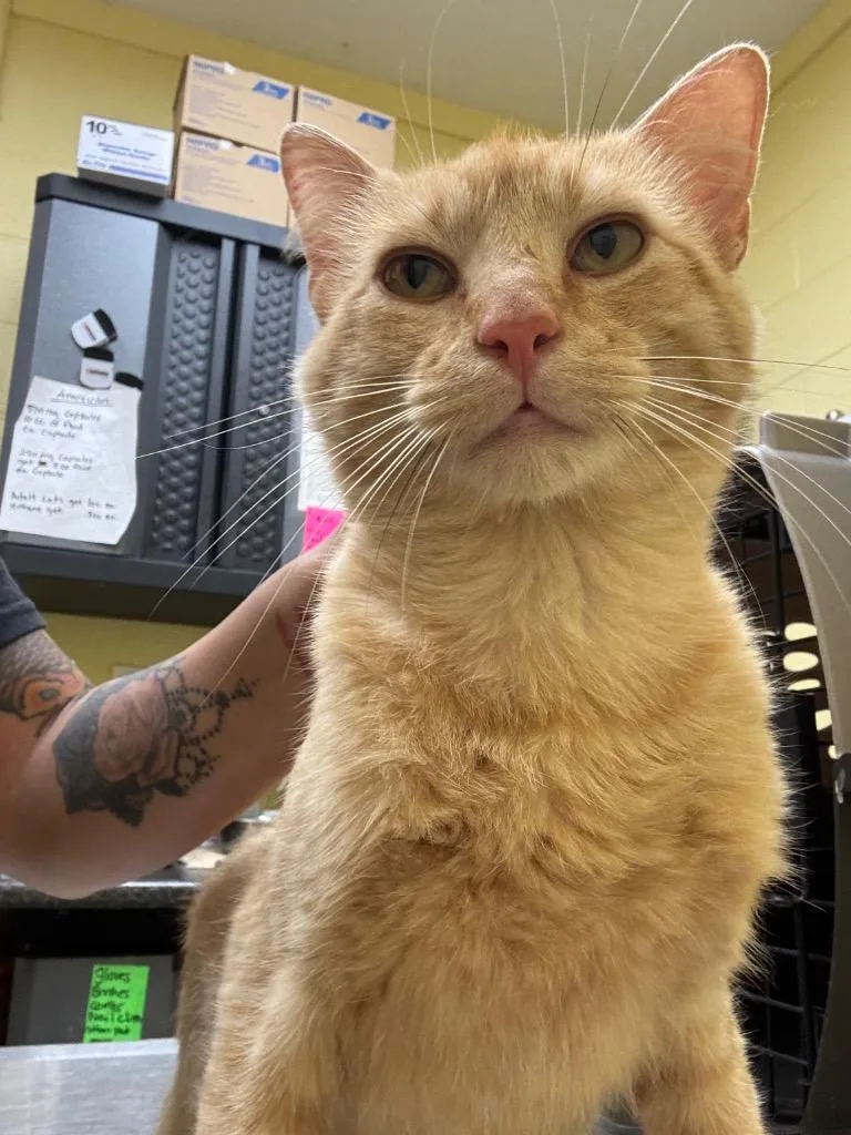 A young small-sized male Domestic Short Hair cat named Spyro for adoption in Crossville, TN