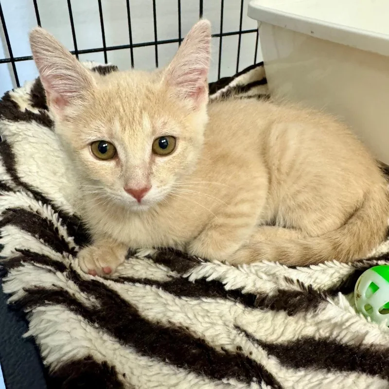 A baby small-sized female Orange / Red Domestic Short Hair cat named Lucy for adoption in Hawthorne, CA