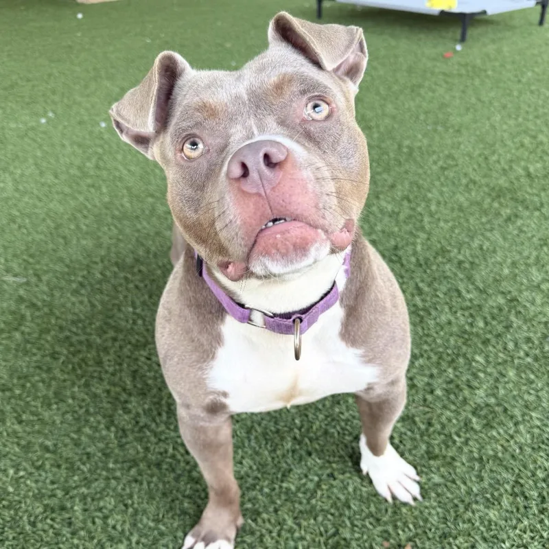 An adult medium-sized female Brown / Chocolate American Staffordshire Terrier dog named Zena for adoption in Eatontown, NJ