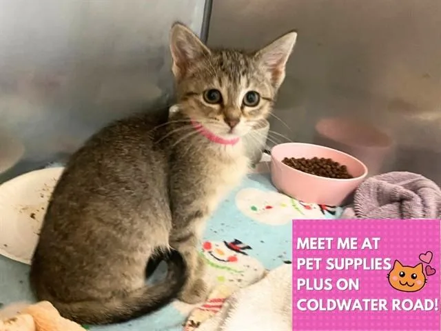 A baby small-sized female Domestic Short Hair cat named Karen for adoption in Fort Wayne, IN