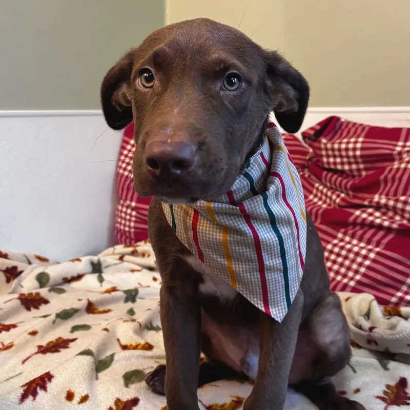A baby small-sized male Brown / Chocolate Labrador Retriever dog named Braxton for adoption in Belleville, IL