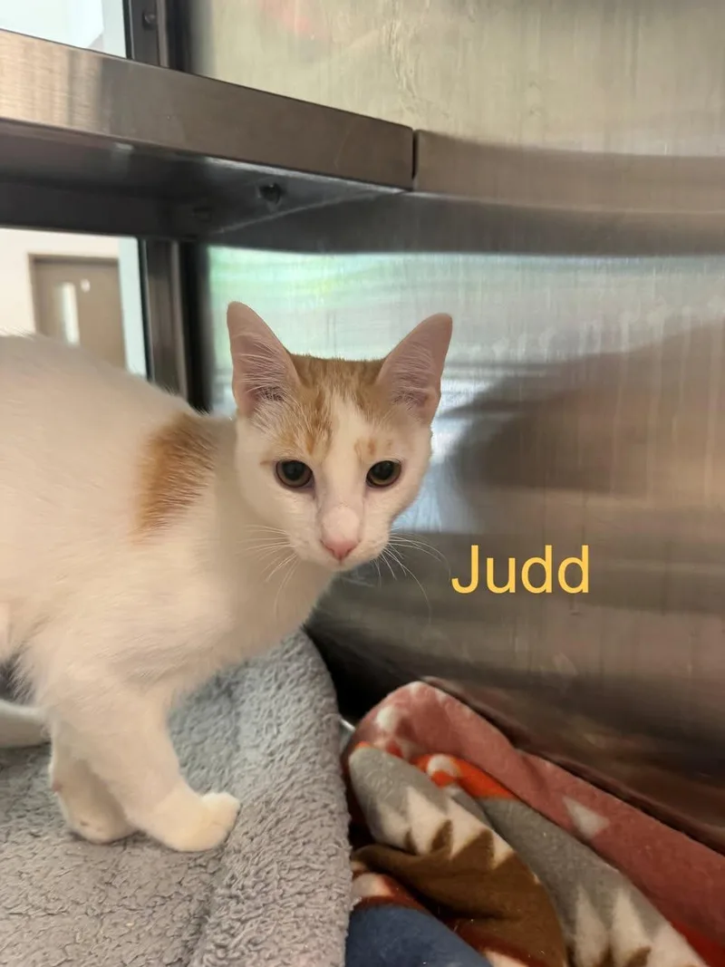 Judd
