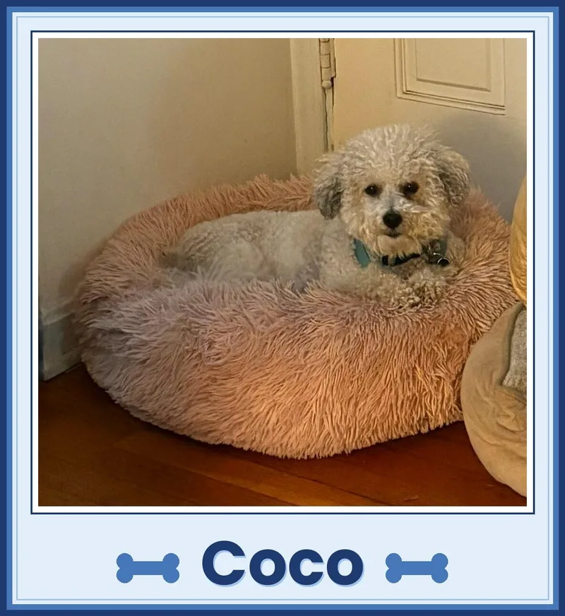 A senior small-sized male Bichon Frise dog named Coco  Ohio for adoption in Tulsa, OK