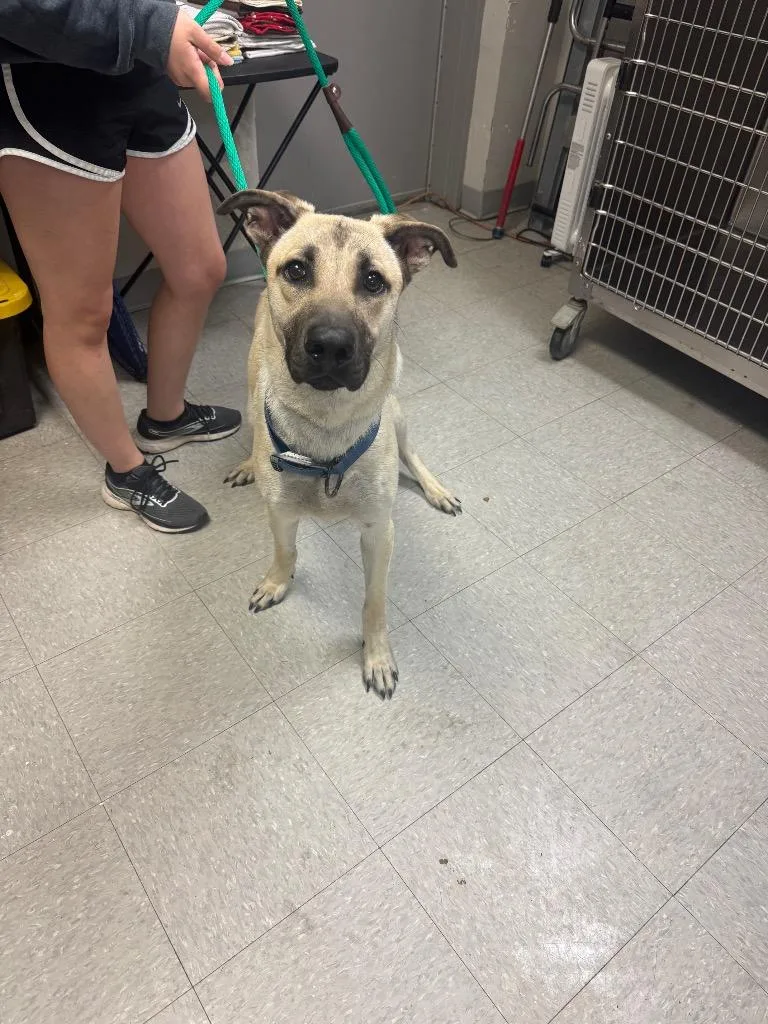 A baby medium-sized male Shepherd dog named Koda for adoption in Sorrento, LA