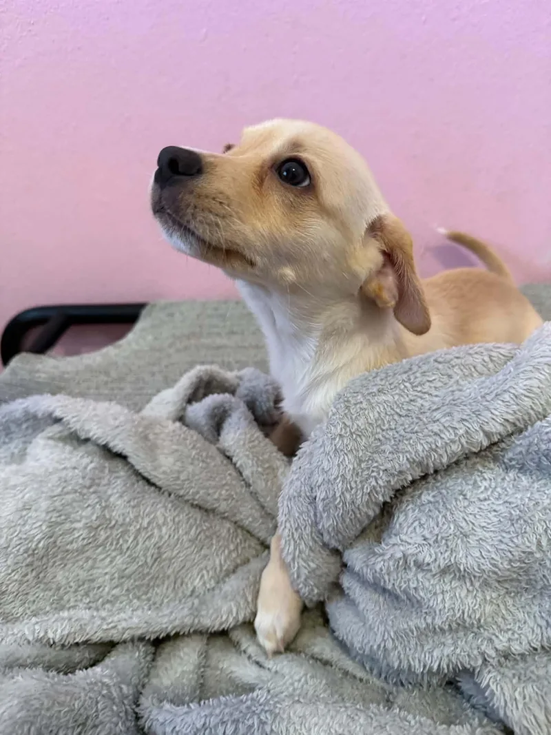 A baby small-sized male Chihuahua dog named Braydon for adoption in ISABELA, PR