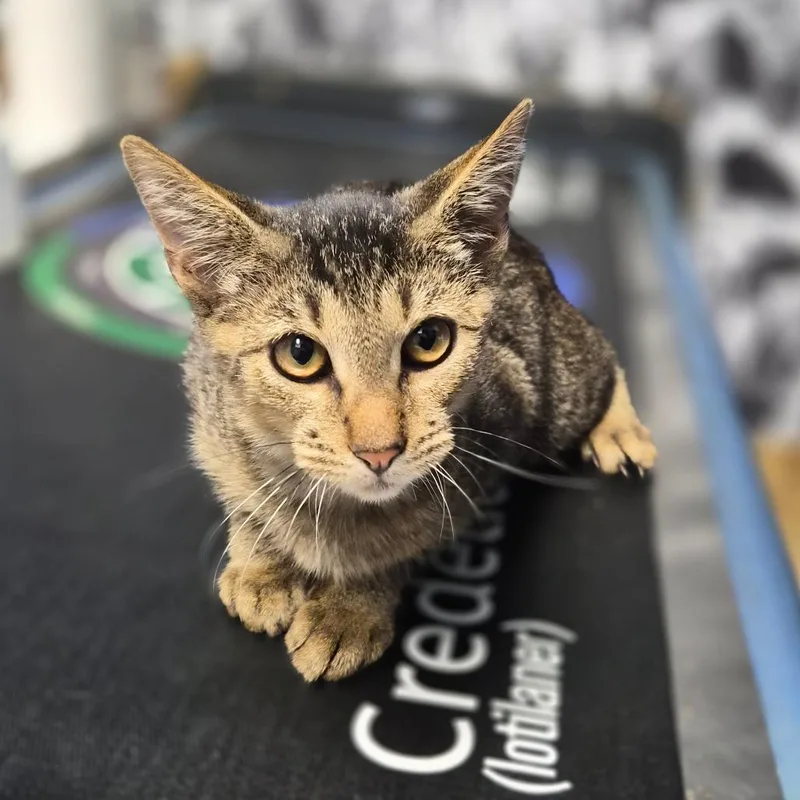 A baby medium-sized male Domestic Short Hair cat named Caterpillar for adoption in Wahiawa, HI