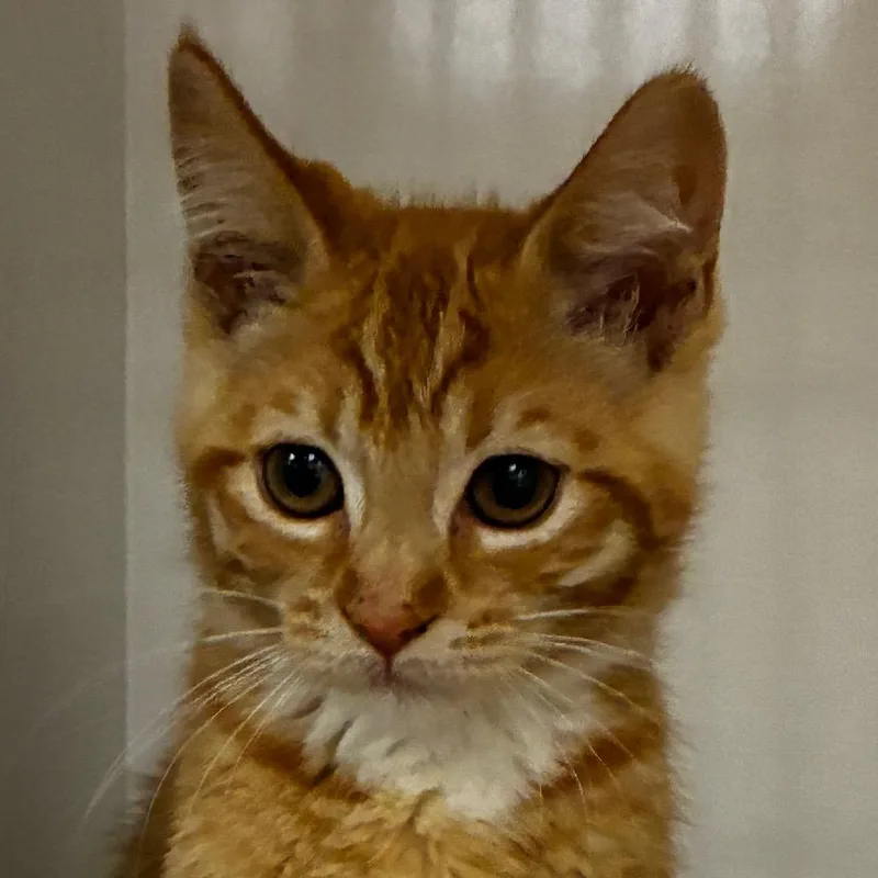 A baby small-sized female Orange / Red Domestic Short Hair cat named Martie for adoption in Redwood City, CA