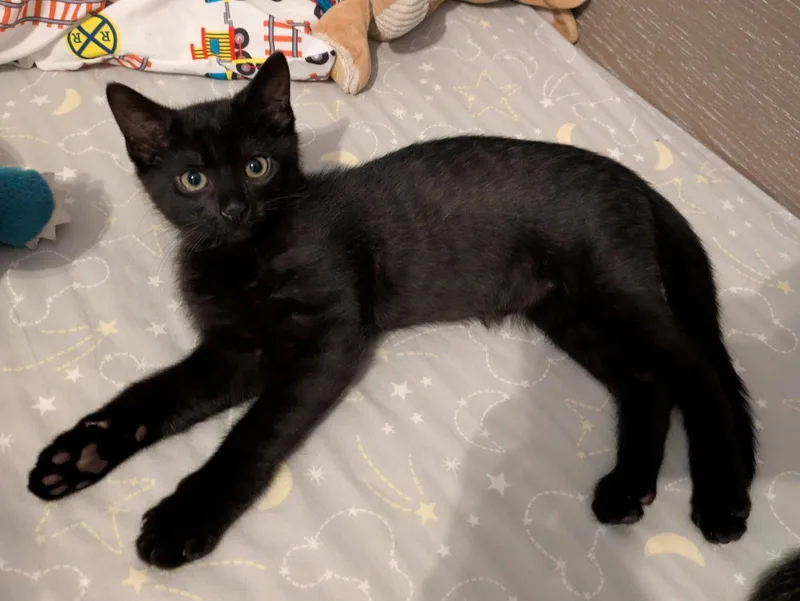 A young medium-sized male Black Domestic Short Hair cat named Hart M for adoption in Trenton, NJ