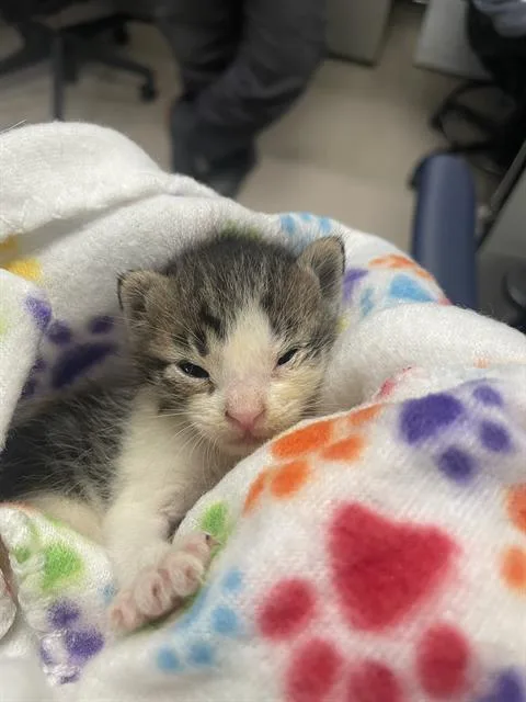 A young small-sized male Domestic Short Hair cat named Tommy for adoption in Dallas, TX