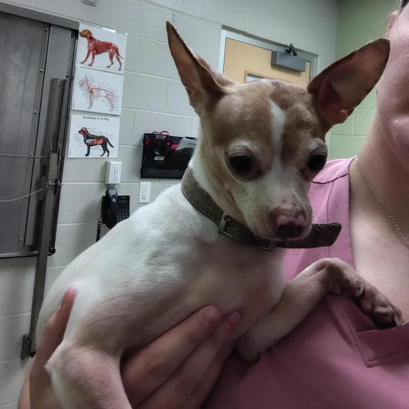 A young small-sized male White / Cream Chihuahua dog named Pascal for adoption in Cedar Rapids, IA