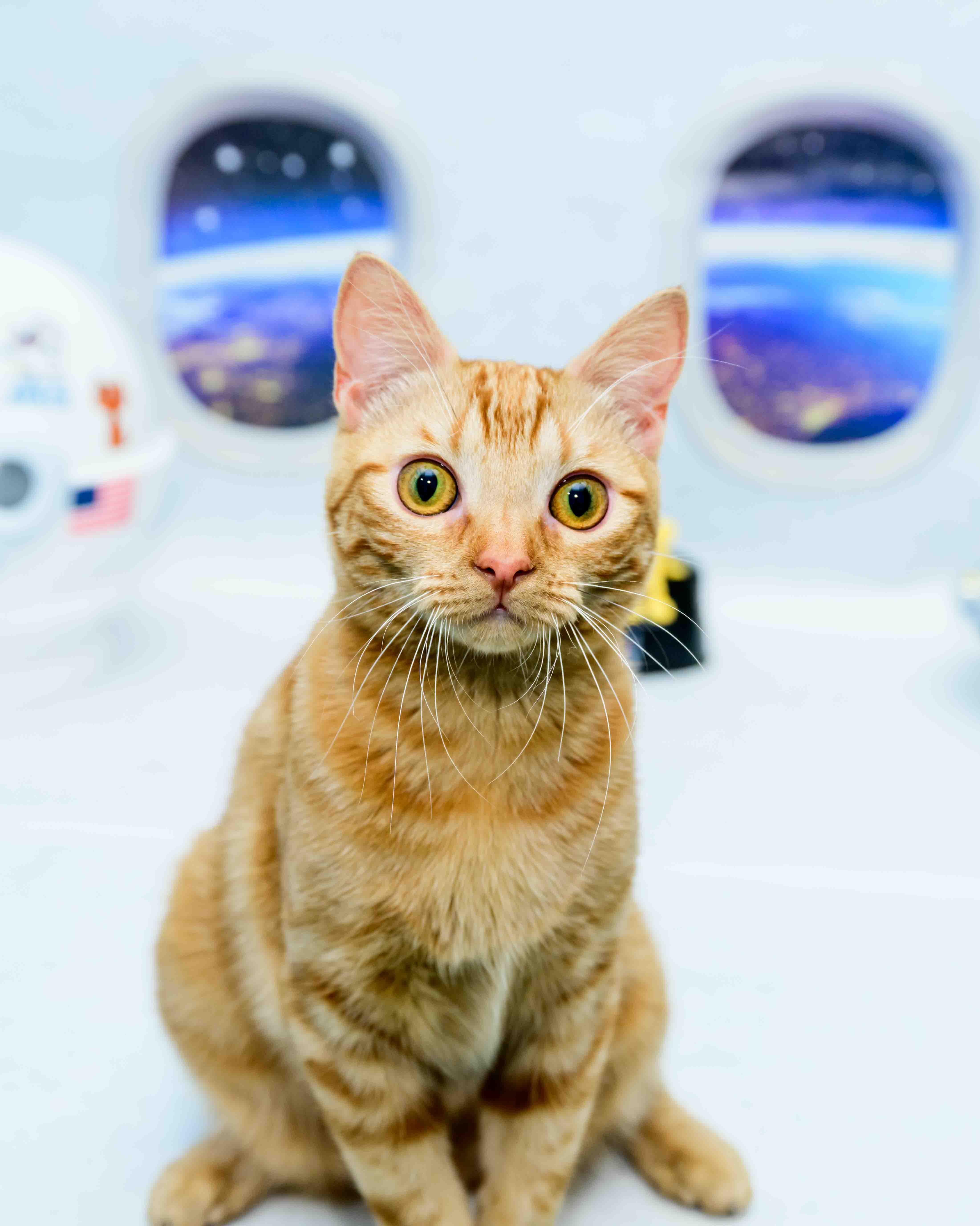 Ginger thumbnail 3