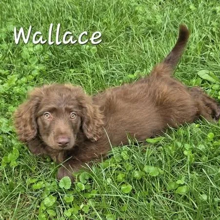 Wallace thumbnail 2