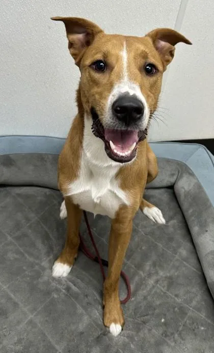 A young medium-sized male Shepherd dog named Buddy for adoption in Phoenix, AZ