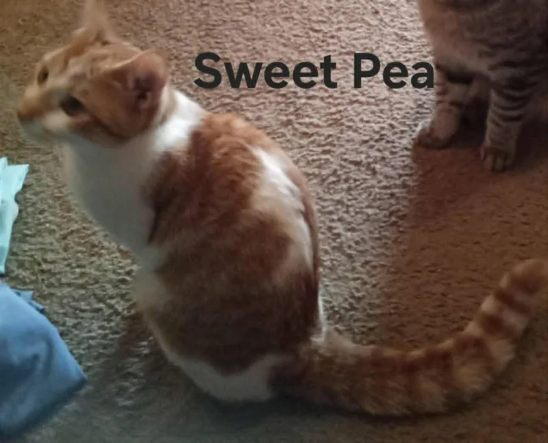 Sweet Pea