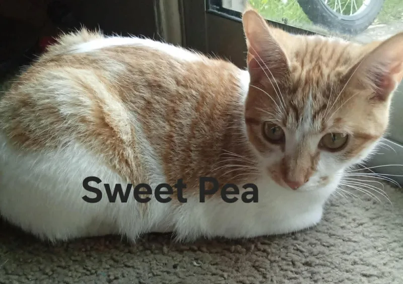 Sweet Pea thumbnail 3