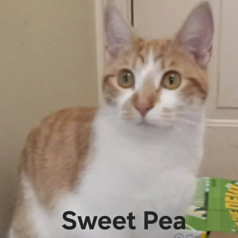 Sweet Pea thumbnail 4