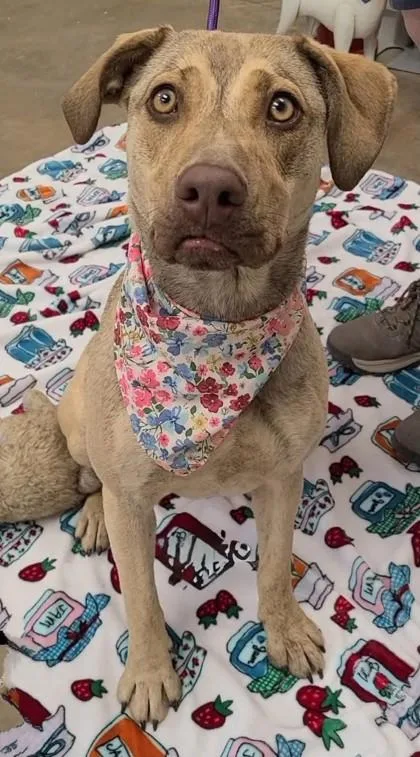 A young medium-sized female Hound dog named Jaimie for adoption in Madison, NJ