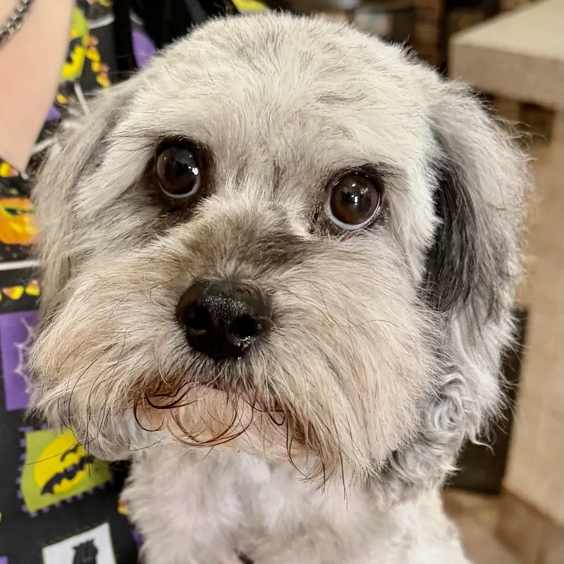 An adult small-sized male Black Cavapoo dog named Keiko Turner for adoption in Plano, TX