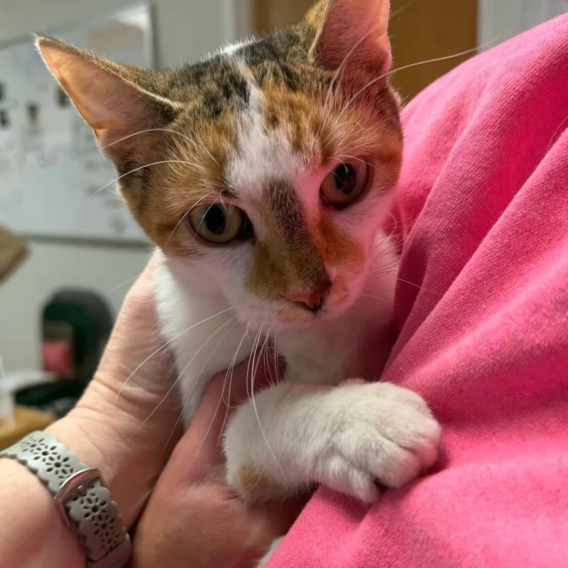A young medium-sized female Calico Domestic Short Hair cat named Scarlett for adoption in Canton, IL