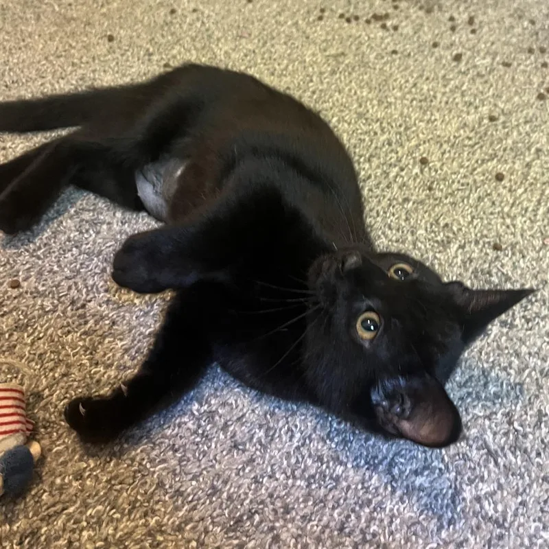 A baby small-sized female Black Domestic Short Hair cat named Nacho for adoption in Medina, OH