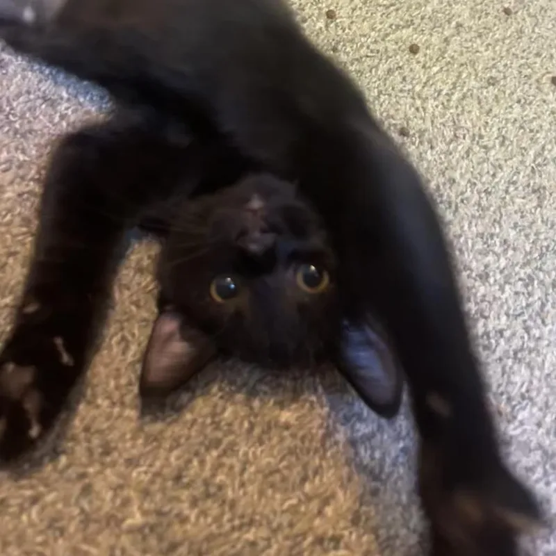 Nacho thumbnail 2
