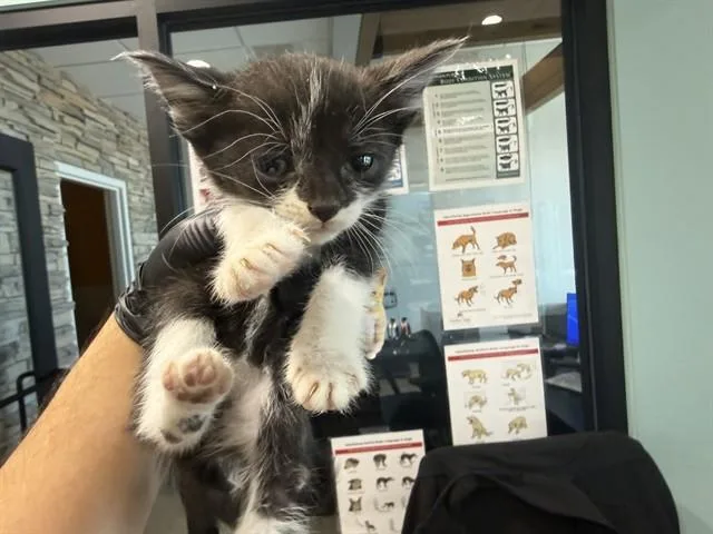 A baby small-sized female Domestic Short Hair cat named Cove for adoption in Garland, TX