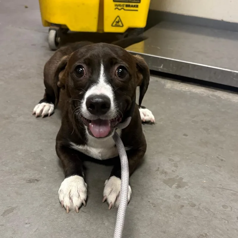 A young small-sized female Black Mixed Breed dog named Panini for adoption in Yuma, AZ
