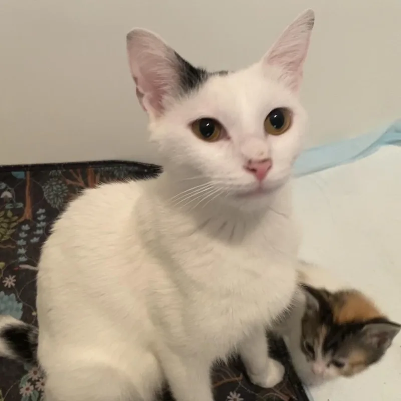 An adult extra large-sized female White Domestic Short Hair cat named Bunny F for adoption in Oklahoma City, OK