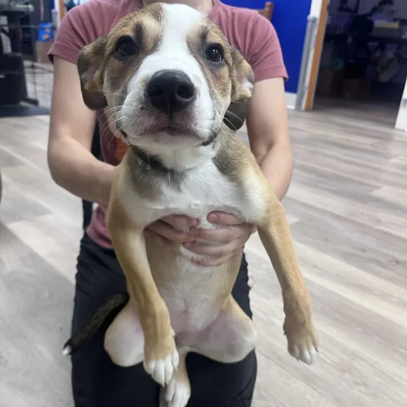 A baby small-sized female Brown / Chocolate Cattle Dog dog named Octavia for adoption in Waco, TX