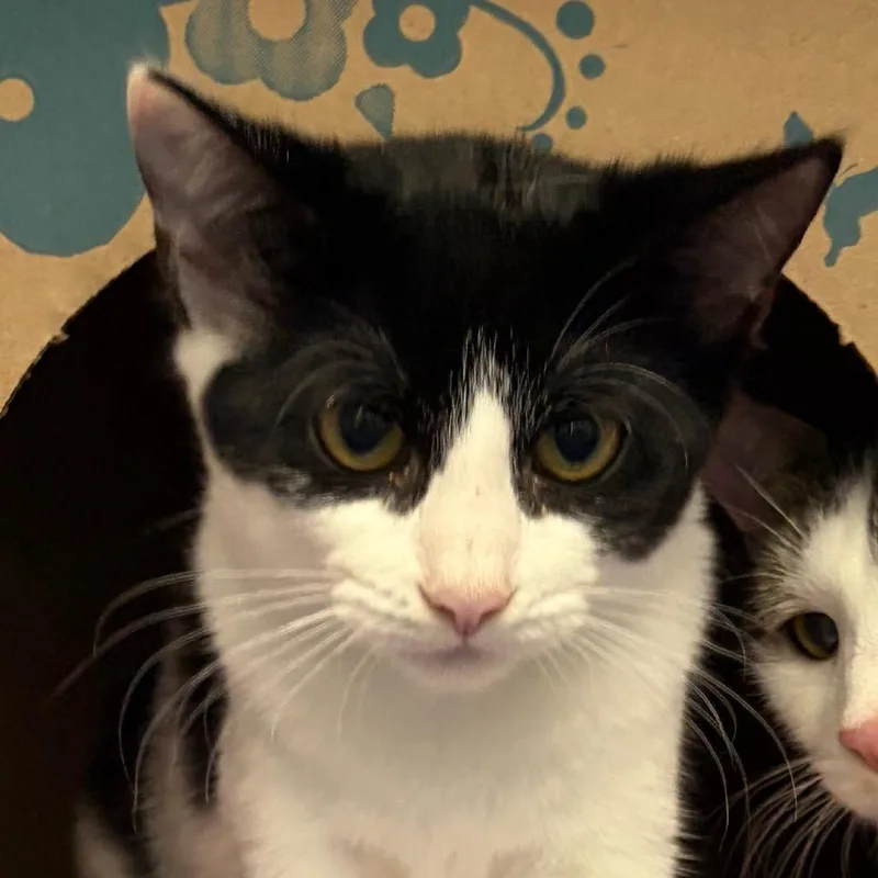 A baby small-sized female Domestic Short Hair cat named Hen for adoption in West Olive, MI