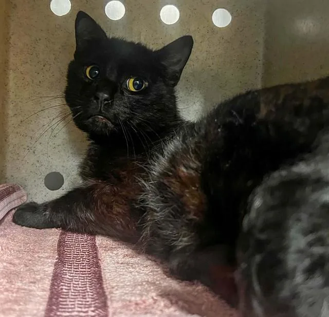 An adult small-sized male Domestic Short Hair cat named Sebastian for adoption in Westminster, MD