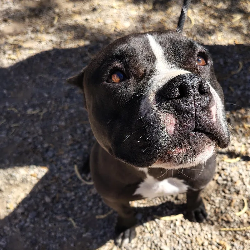 Tyson thumbnail 3