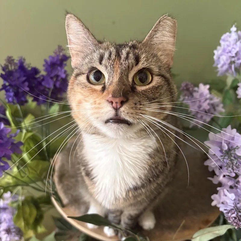 A young medium-sized female Torbie cat named Zinnia for adoption in Rochester, NY