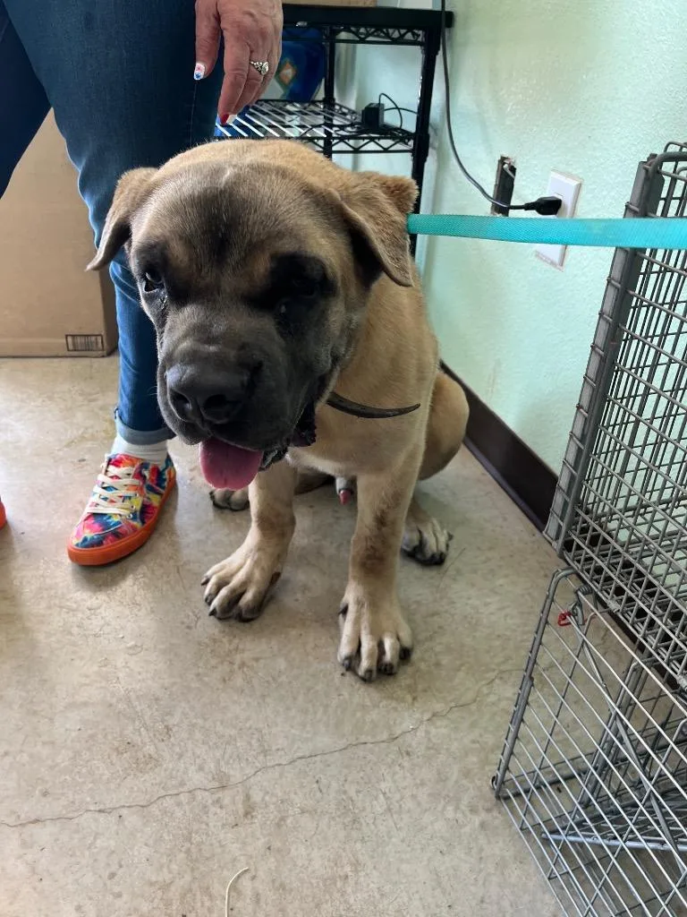 An adult medium-sized male American Staffordshire Terrier dog named Scaredy Cat for adoption in New Braunfels, TX