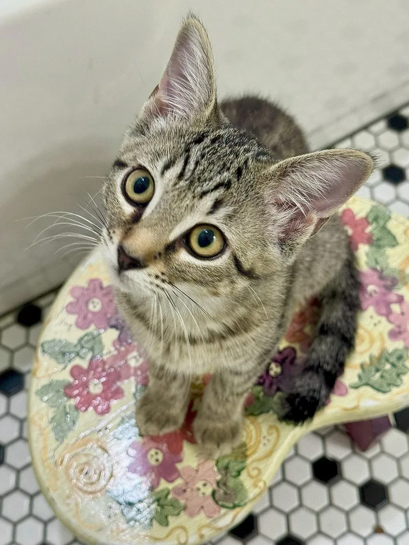 A baby medium-sized female Domestic Short Hair cat named Agatha for adoption in Frisco, TX