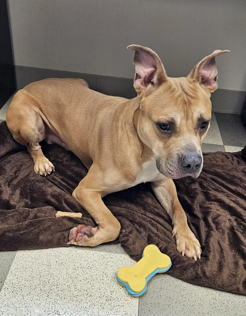 An adult large-sized male Yellow / Tan / Blond / Fawn Pit Bull Terrier dog named Buttons for adoption in Benton Harbor, MI