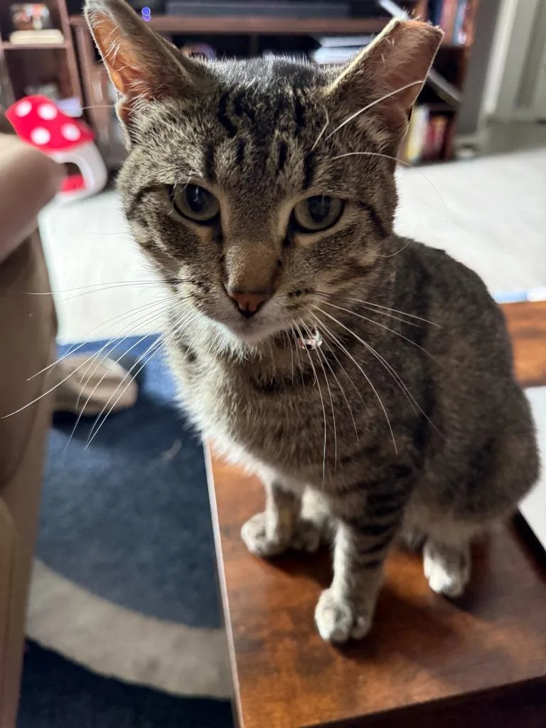 A young medium-sized male Domestic Short Hair cat named Dusky for adoption in Minneapolis, MN
