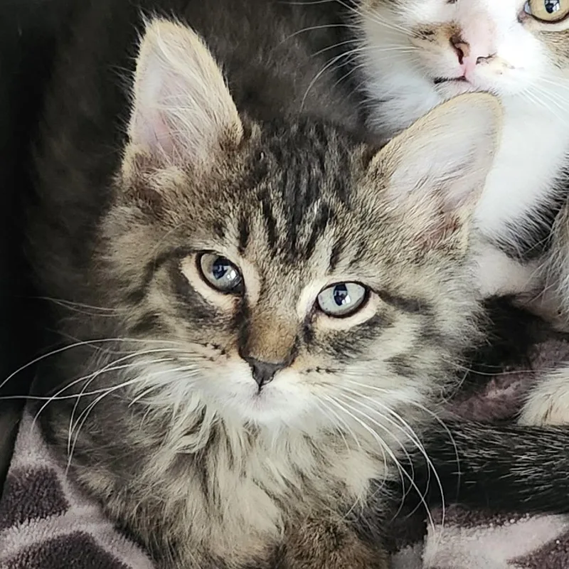 A baby small-sized female Brown / Chocolate Domestic Short Hair cat named Sassafras for adoption in Columbia Station, OH