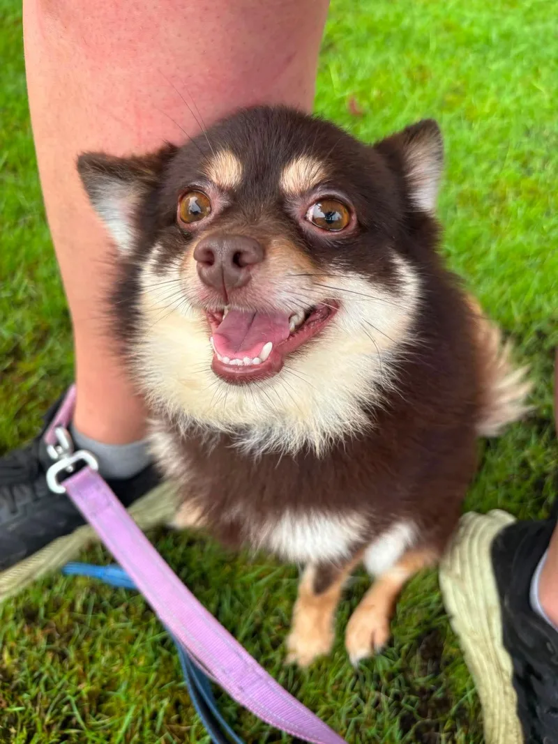 A young small-sized male Pomeranian dog named Wolfie for adoption in Tacoma, WA