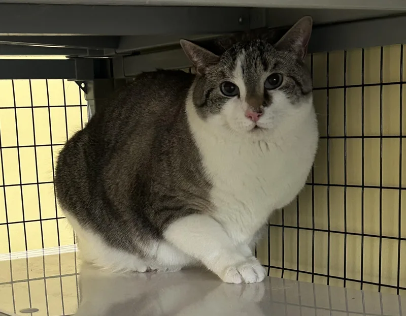 An adult extra large-sized male Gray & White Domestic Short Hair cat named JackA Sad Tail looking for adoption in Kinnelon, NJ