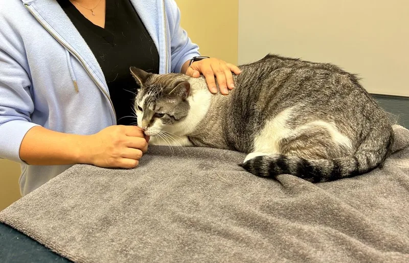 JackA Sad Tail looking thumbnail 3