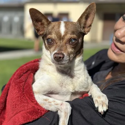 A senior small-sized male Chihuahua dog named Friend for adoption in Camarillo, CA