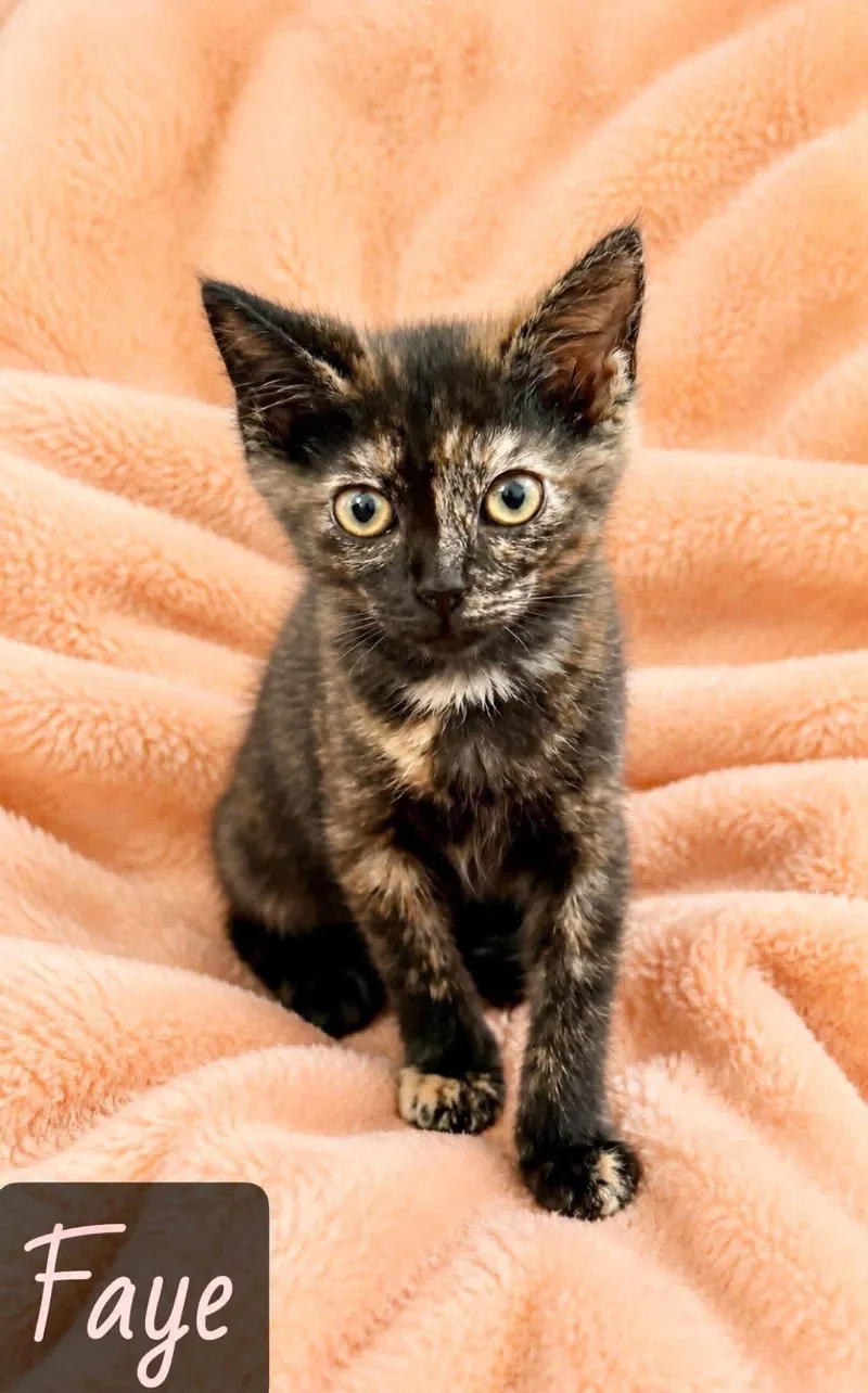 A young medium-sized female Tortoiseshell Domestic Short Hair cat named Faye for adoption in Englewood, FL