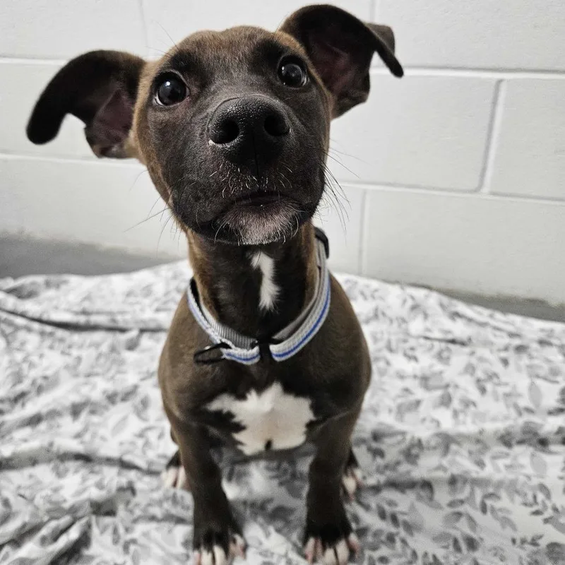 A baby small-sized male Brown / Chocolate Mixed Breed dog named Smokey for adoption in Dover, NH